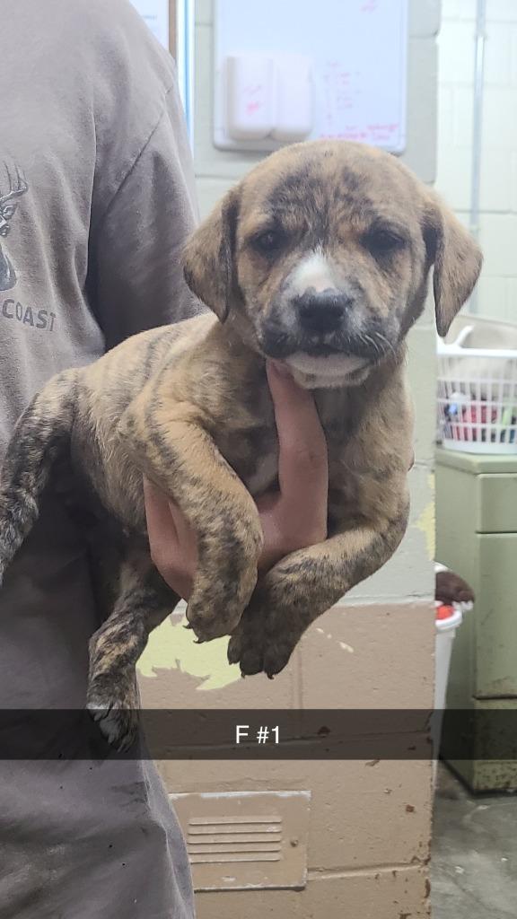 Enlarge Moana, a Adoptable Pit Bull Terrier in Swainsboro, GA image 1/1