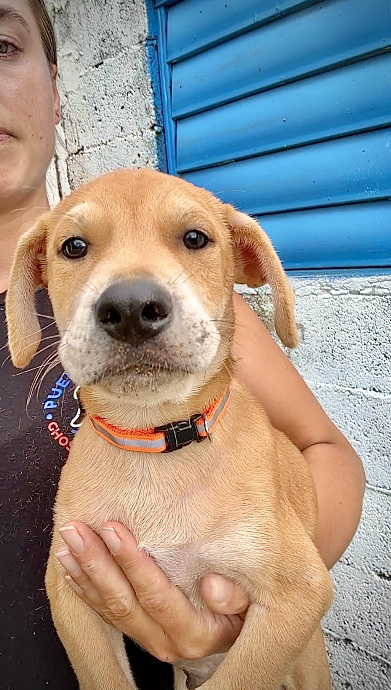 Enlarge Ositio ( Little Bear ) - *LOW ADOPTION FEE* Loving & Gentle little Soul, a Adopted mixed breed in Brooklyn , NY image 1/6