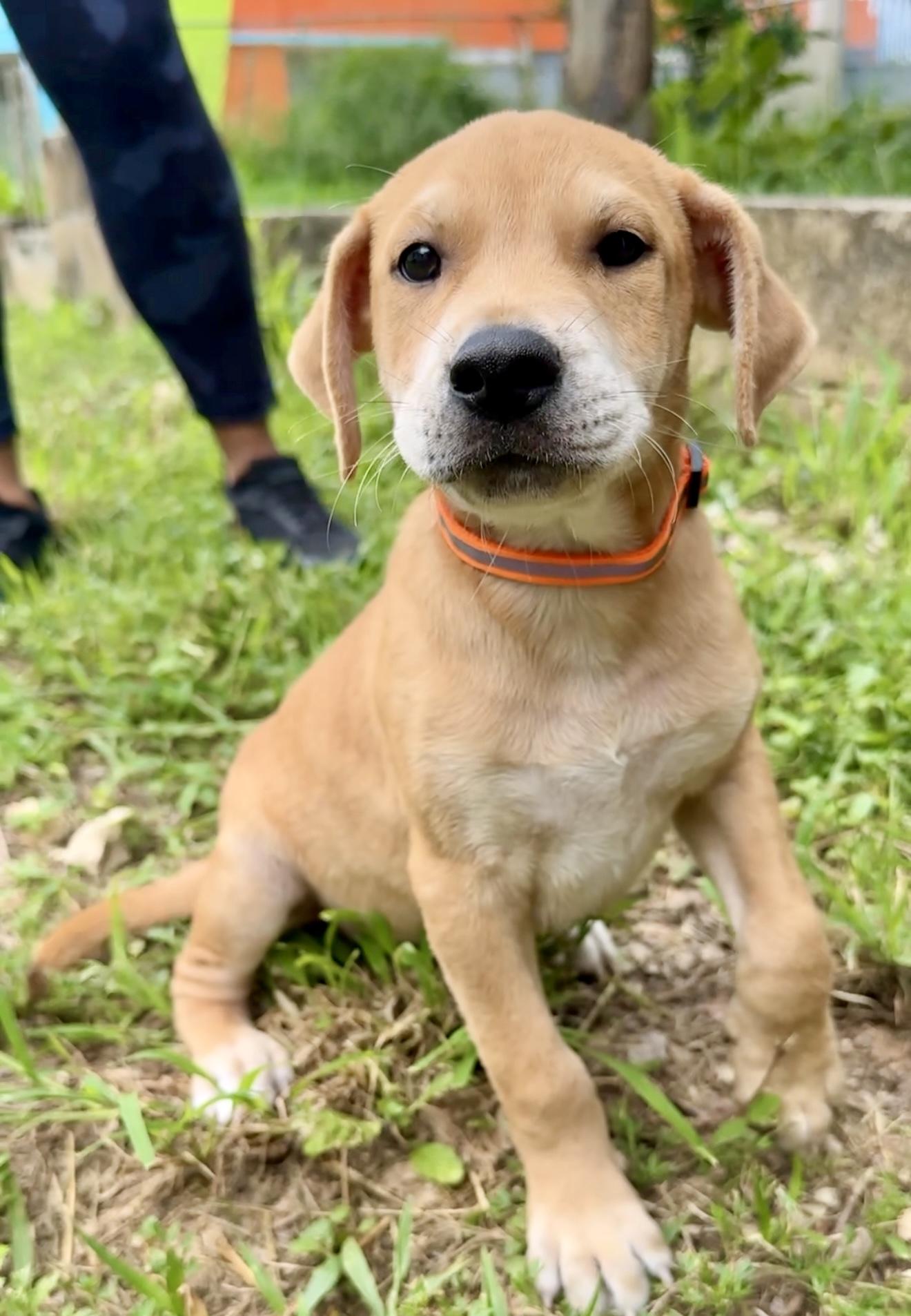 Enlarge Ositio ( Little Bear ) - *LOW ADOPTION FEE* Loving & Gentle little Soul, a Adopted mixed breed in Brooklyn , NY image 2/6