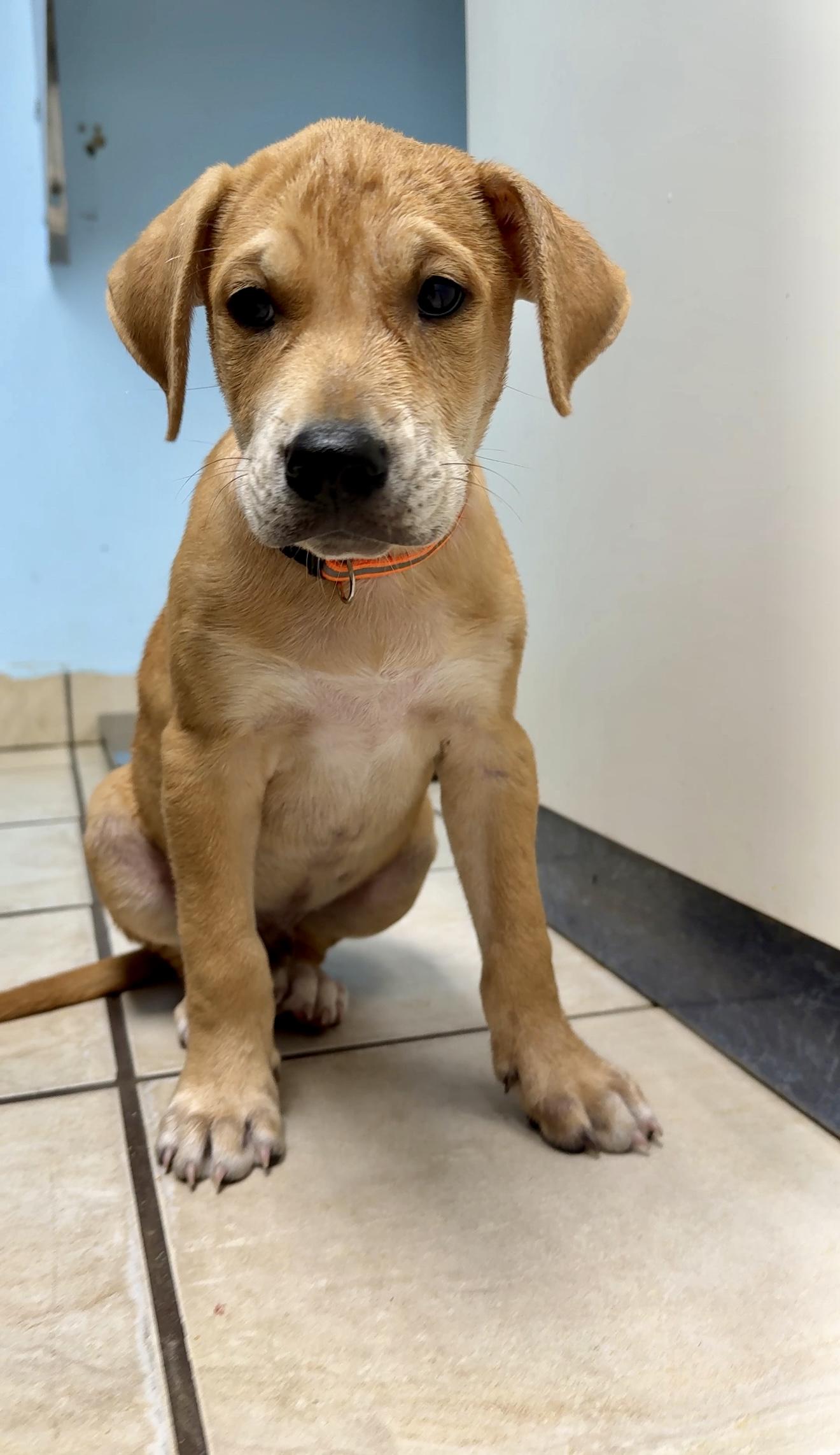 Enlarge Ositio ( Little Bear ) - *LOW ADOPTION FEE* Loving & Gentle little Soul, a Adopted mixed breed in Brooklyn , NY image 5/6