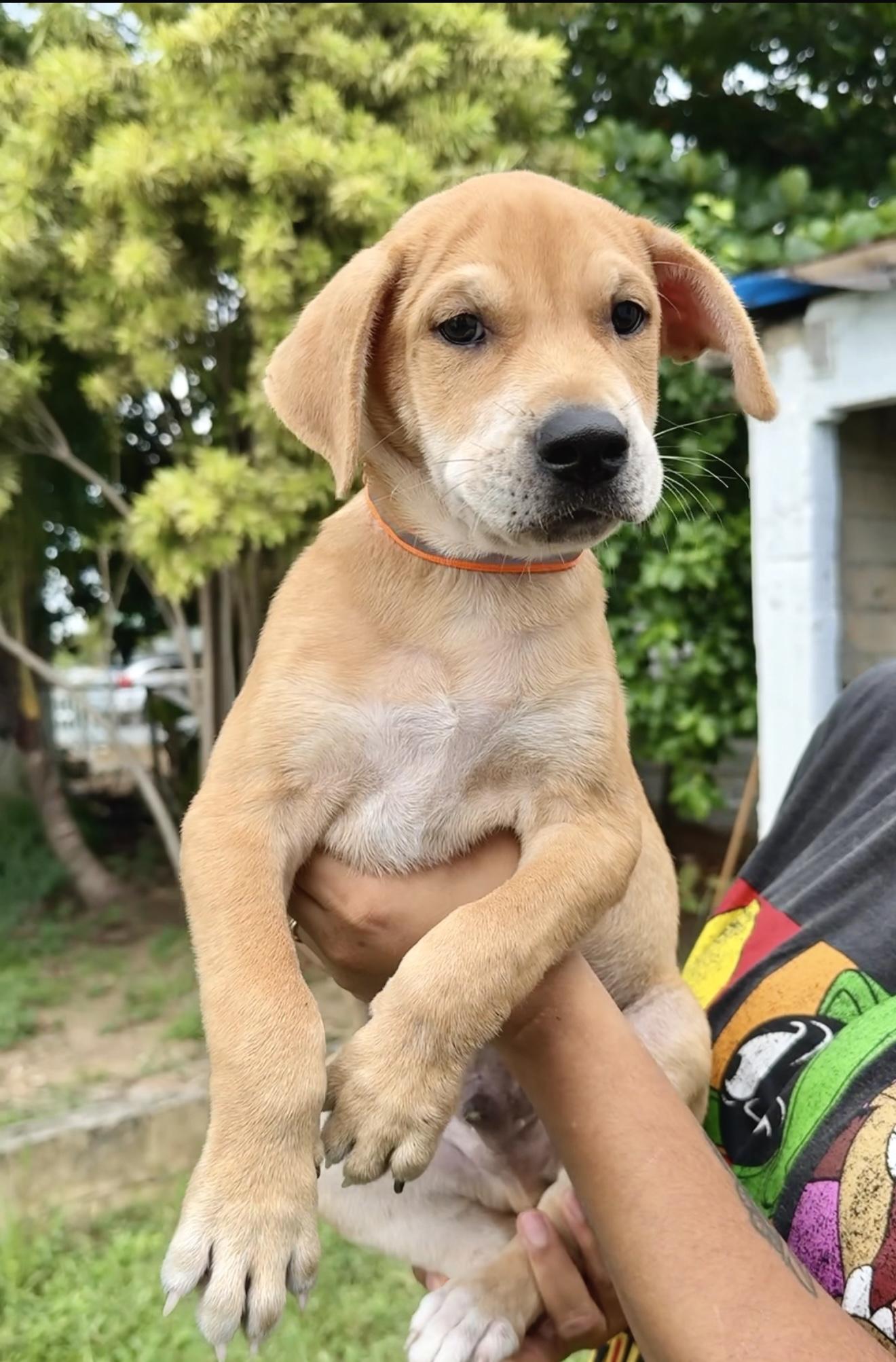 Enlarge Ositio ( Little Bear ) - *LOW ADOPTION FEE* Loving & Gentle little Soul, a Adopted mixed breed in Brooklyn , NY image 4/6