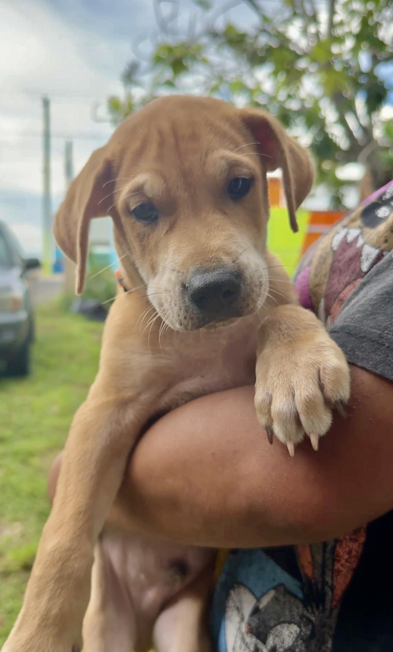 Enlarge Ositio ( Little Bear ) - *LOW ADOPTION FEE* Loving & Gentle little Soul, a Adopted mixed breed in Brooklyn , NY image 6/6