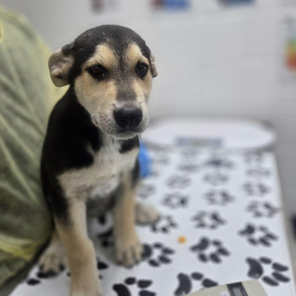 Gumbo, Adoptable, Puppy Male Anatolian Shepherd & German Shepherd Dog.