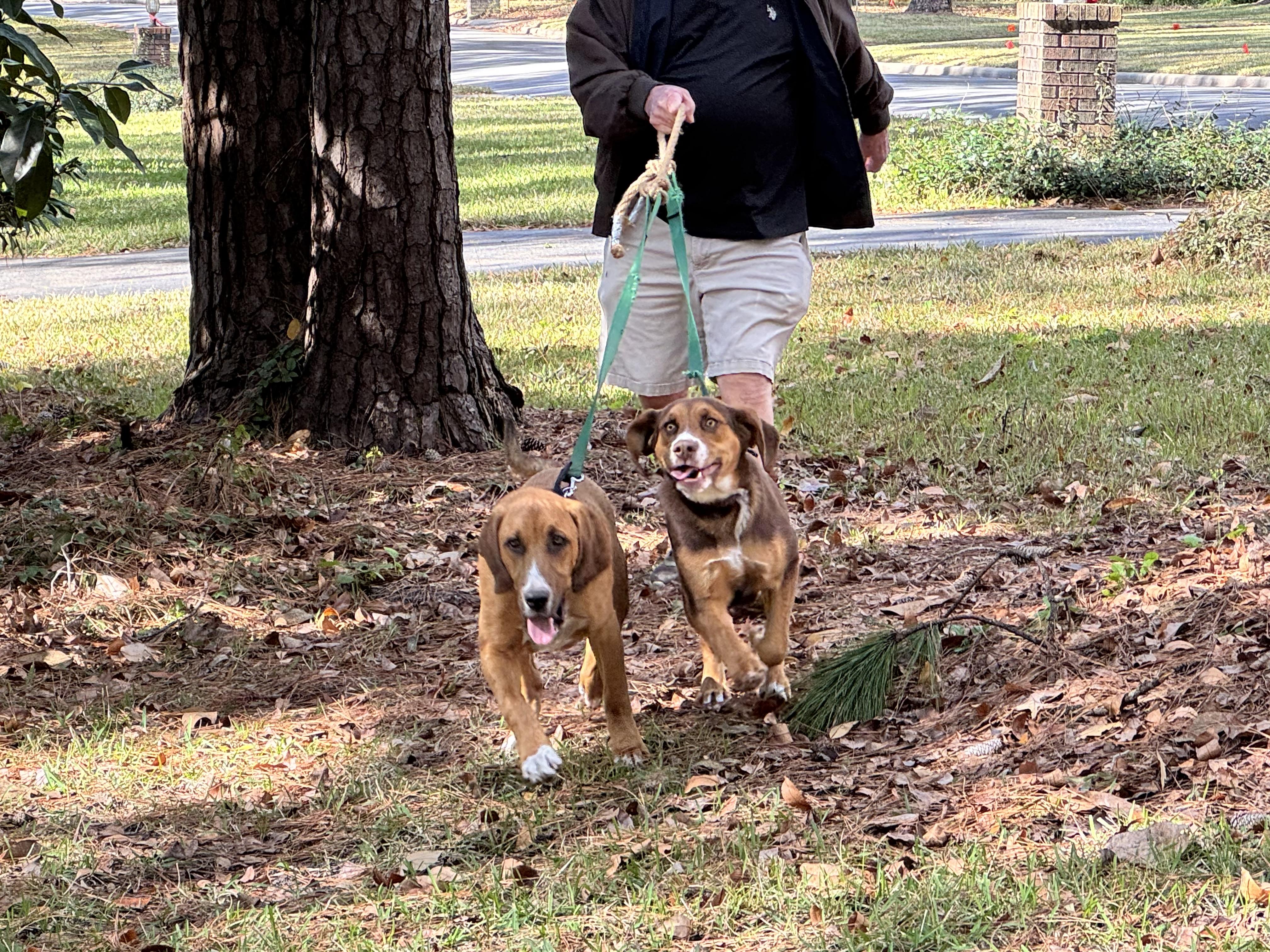 Enlarge Huck and Finn, a Adopted mixed breed in Williston, FL image 1/6