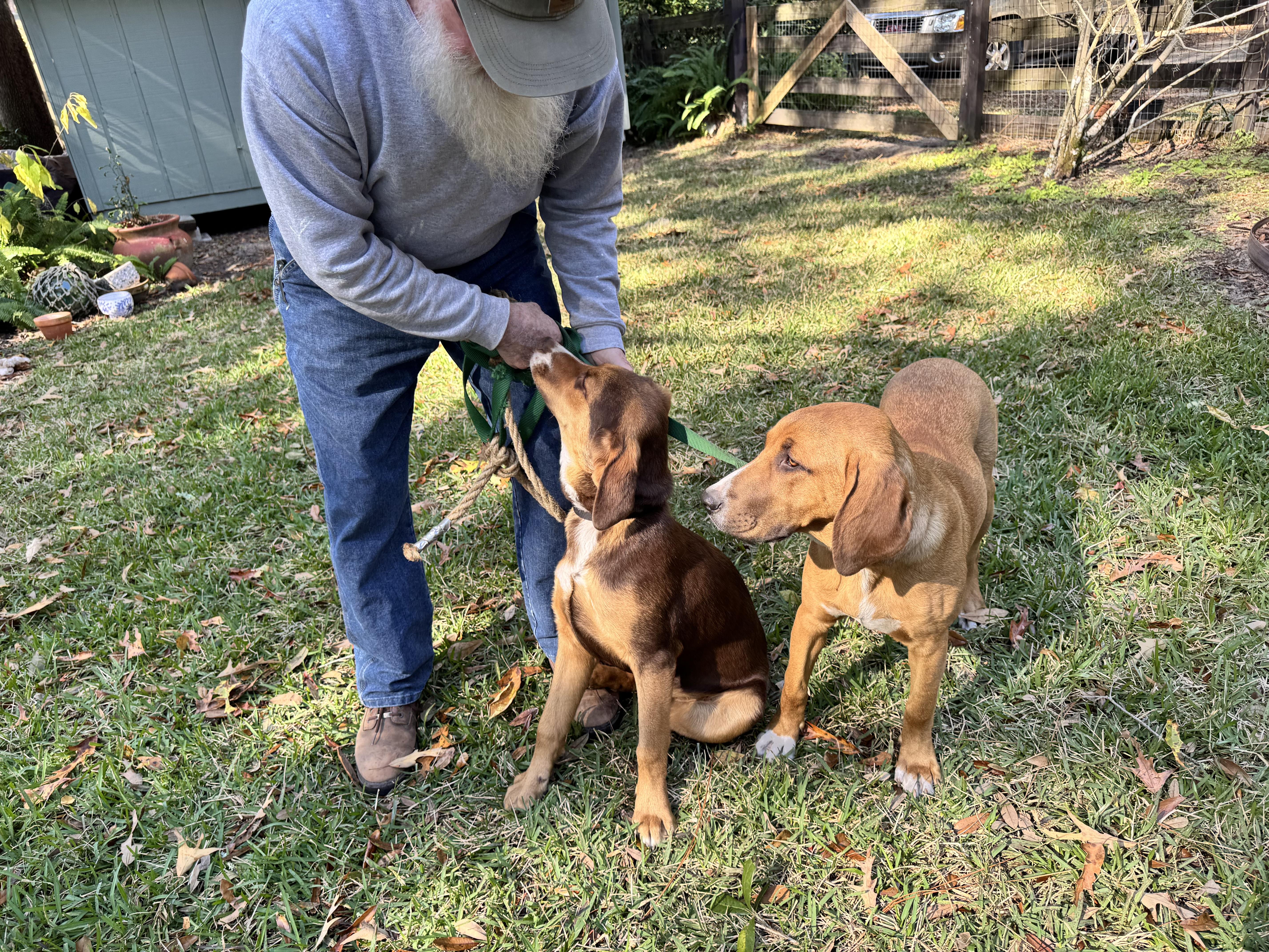Enlarge Huck and Finn, a Adopted mixed breed in Williston, FL image 2/6