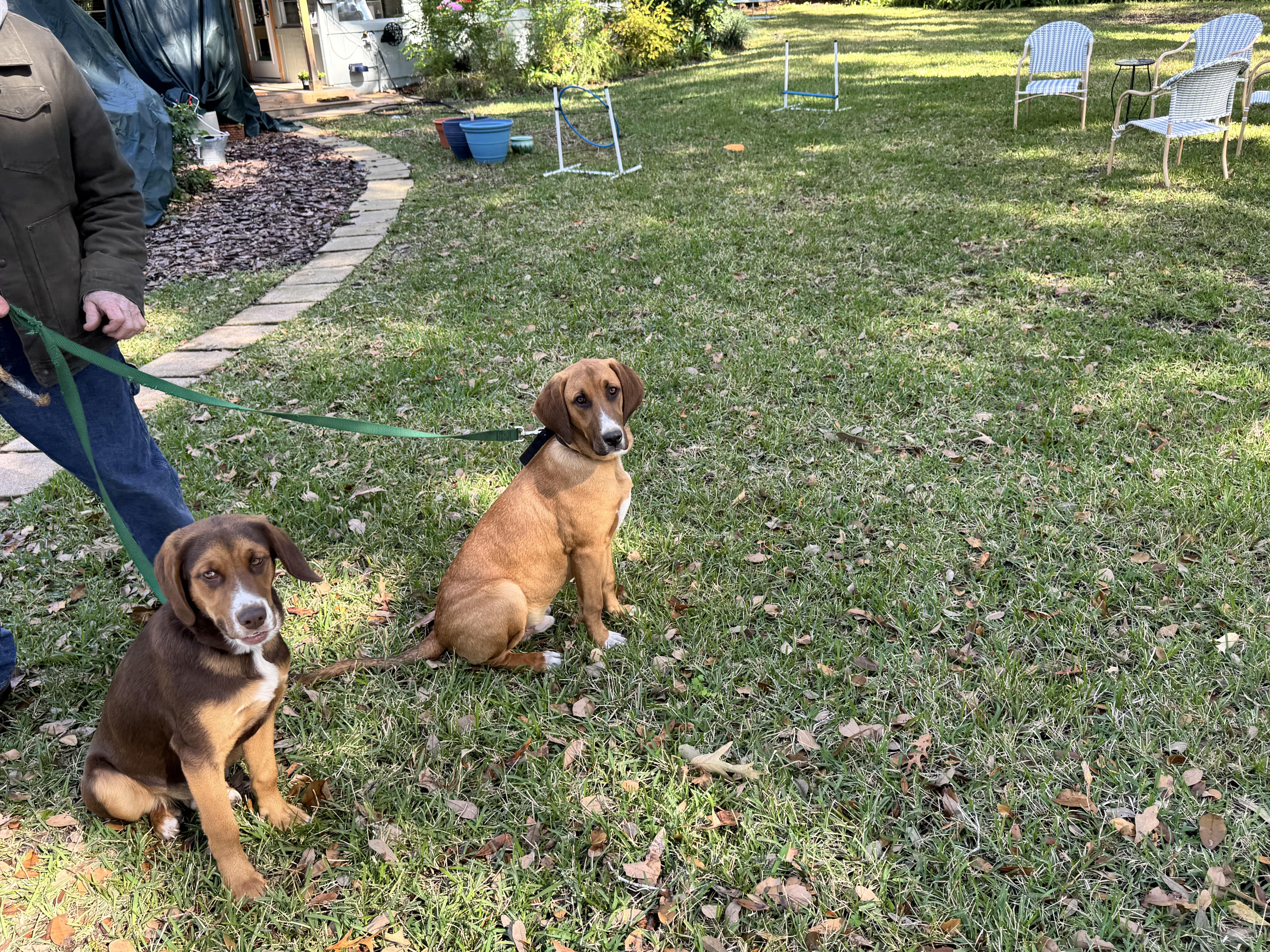 Enlarge Huck and Finn, a Adopted mixed breed in Williston, FL image 3/6