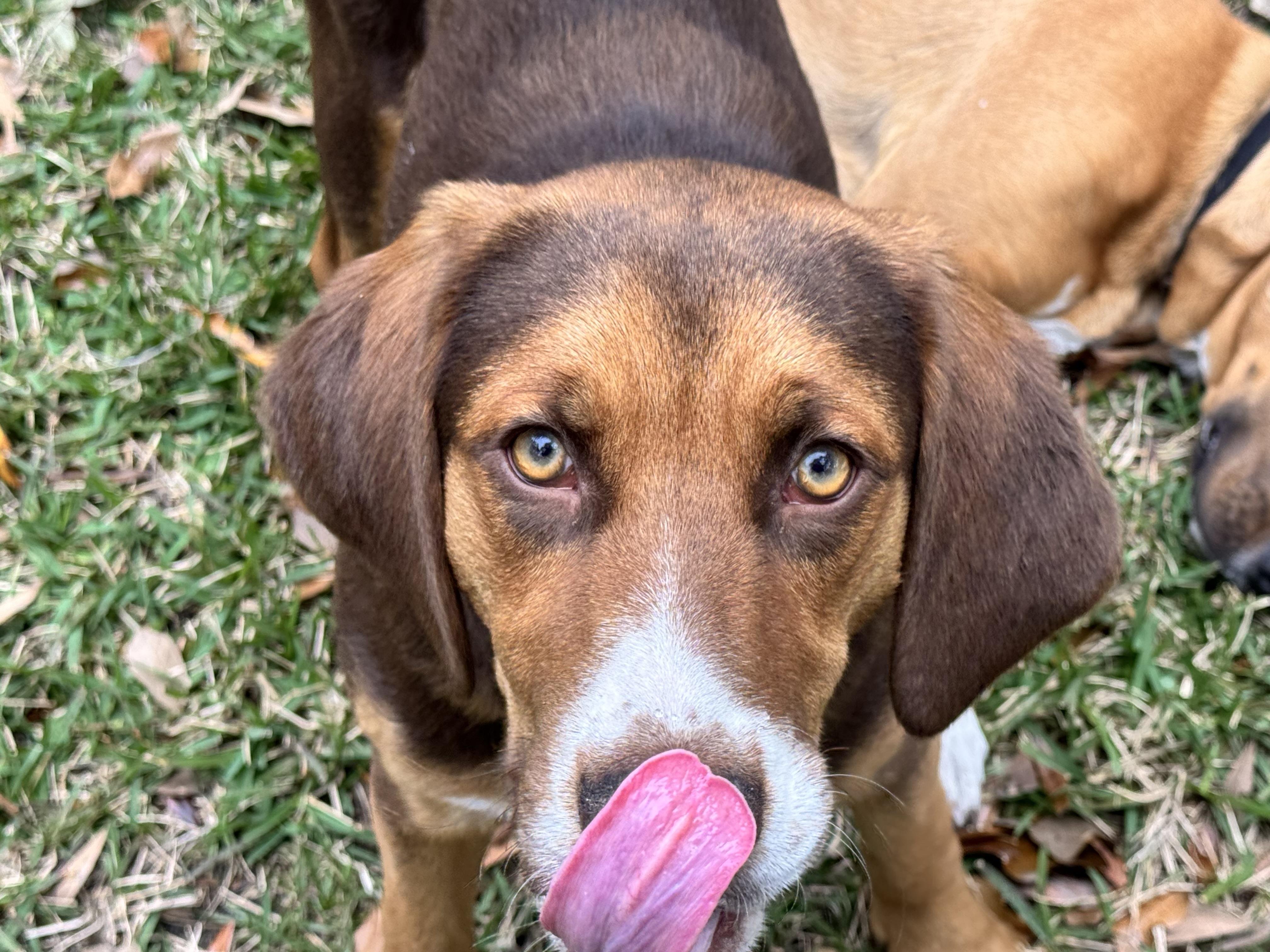 Enlarge Huck and Finn, a Adopted mixed breed in Williston, FL image 5/6