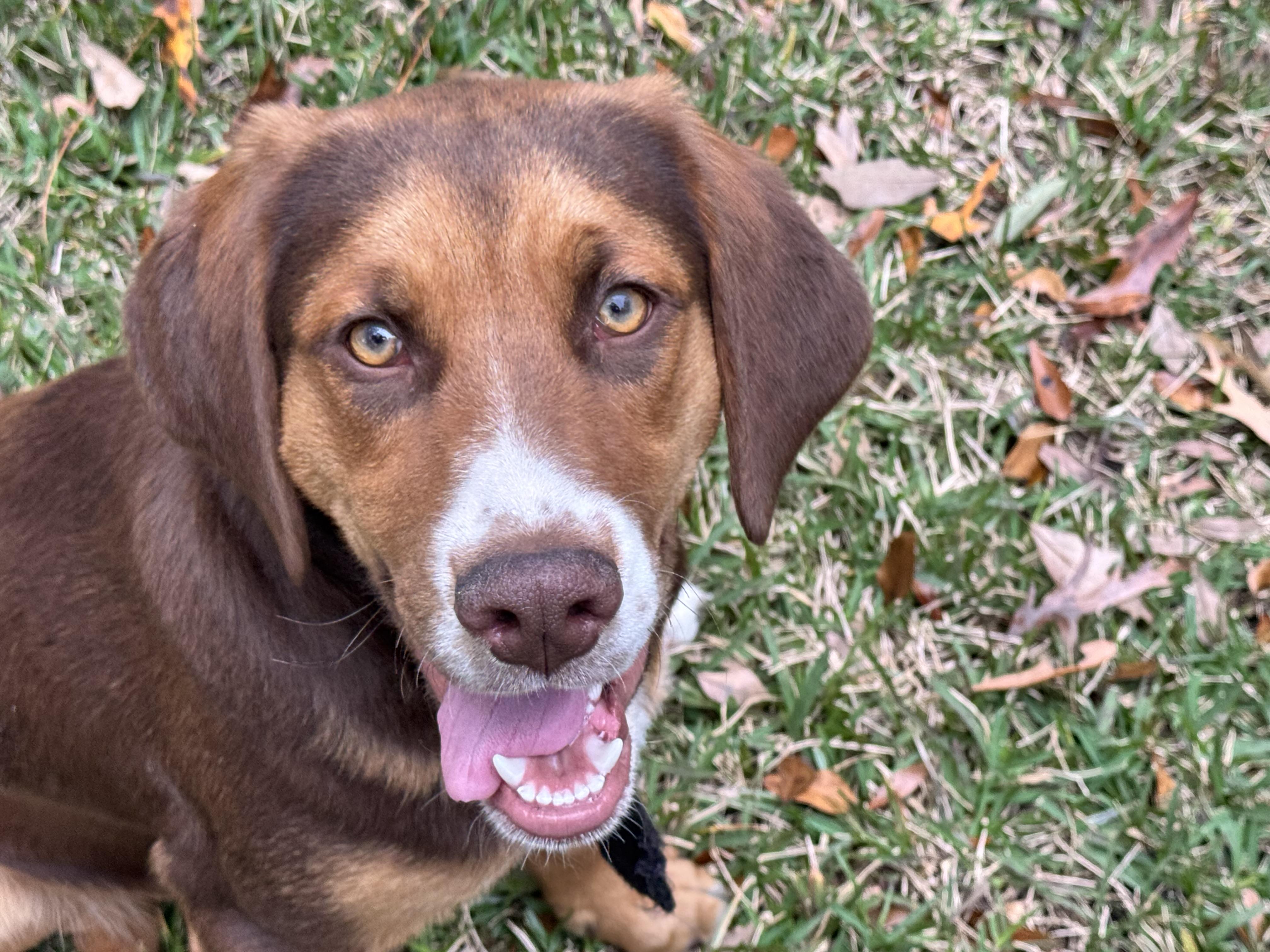 Enlarge Huck and Finn, a Adopted mixed breed in Williston, FL image 6/6