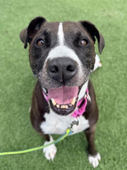 Pancho, Adoptable, Adult Male Pit Bull Terrier & Mixed Breed.