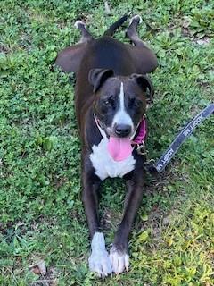 Enlarge Pancho, a Adoptable mixed breed in Kansas City, MO image 2/3