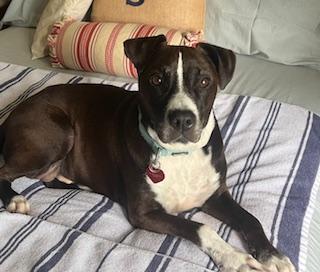 Enlarge Pancho, a Adoptable mixed breed in Kansas City, MO image 3/3