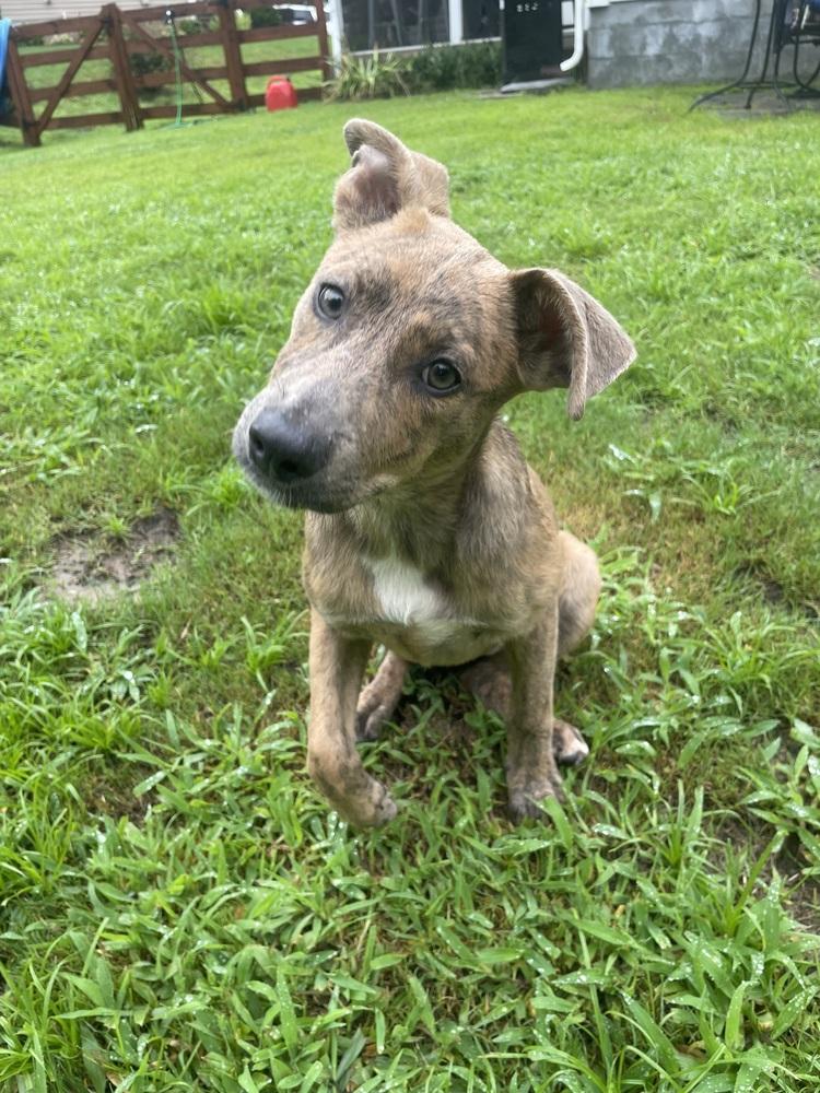Lena, a Adoptable mixed breed in Wendell, NC image 1/3