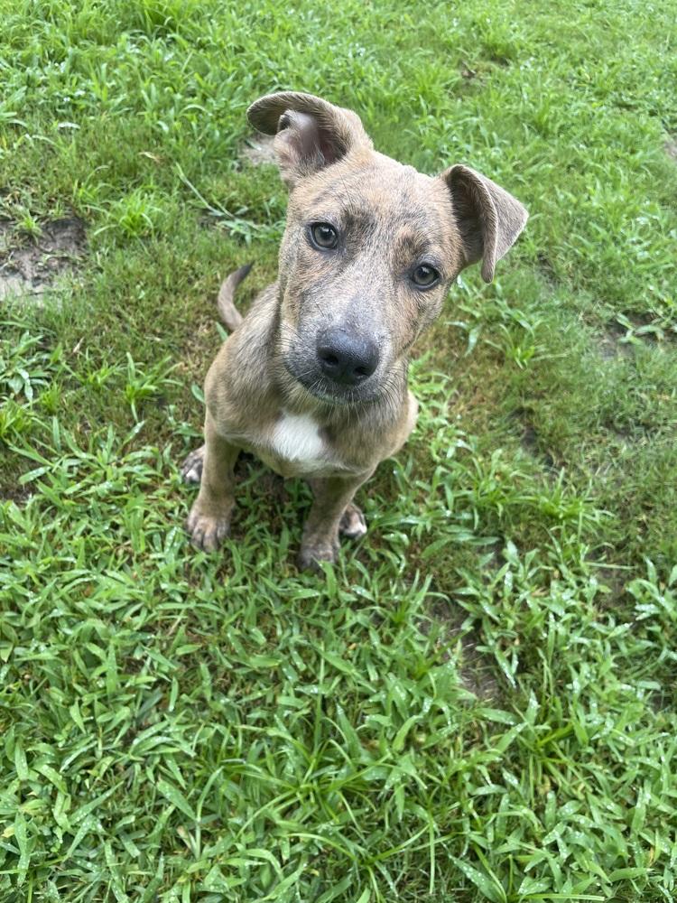 Lena, a Adoptable mixed breed in Wendell, NC image 2/3
