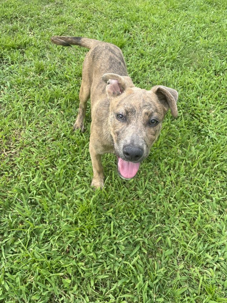 Lena, a Adoptable mixed breed in Wendell, NC image 3/3