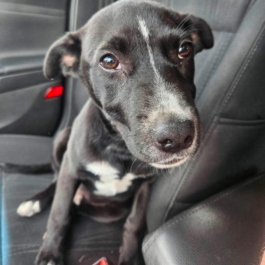 Storm, Adoptable, Puppy Male Terrier.