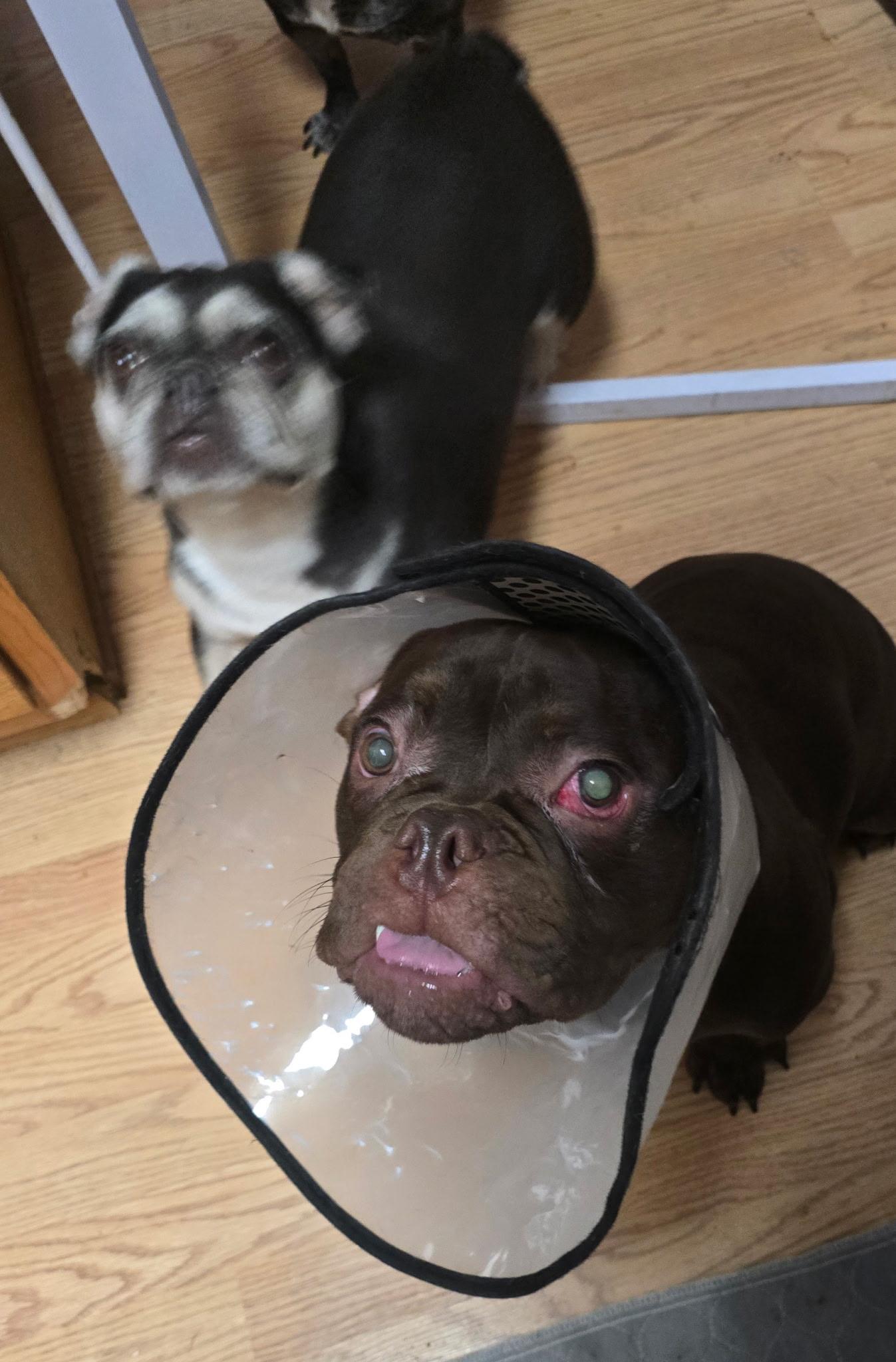 Monkey, an adopted English Bulldog in West Chester, OH image 3/6