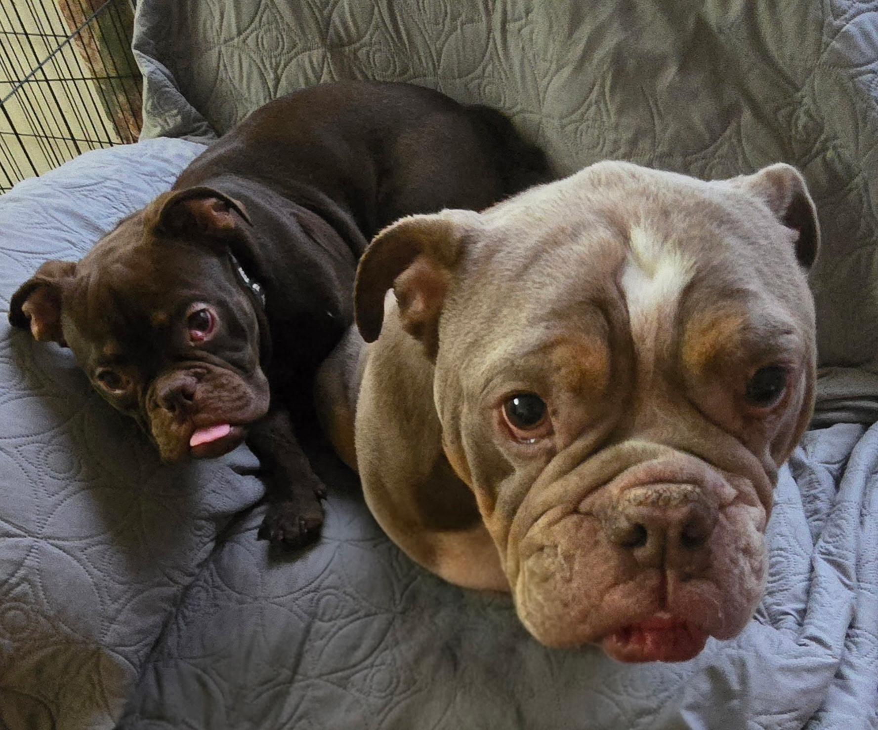 Monkey, an adopted English Bulldog in West Chester, OH image 4/6