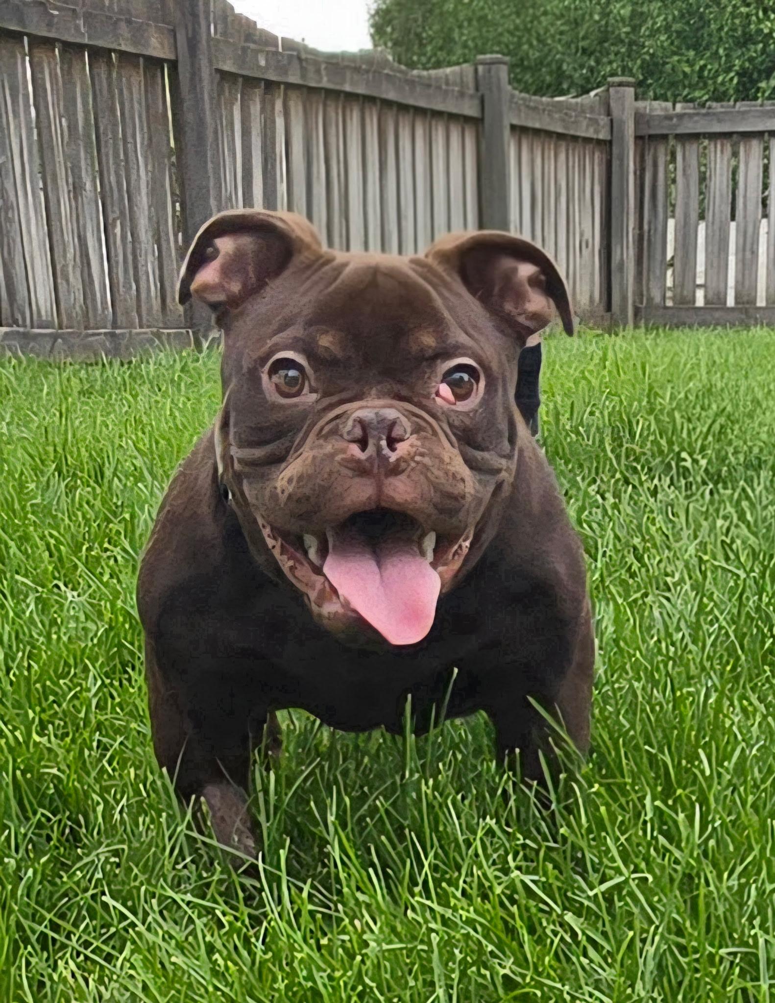 Monkey, an adopted English Bulldog in West Chester, OH image 5/6