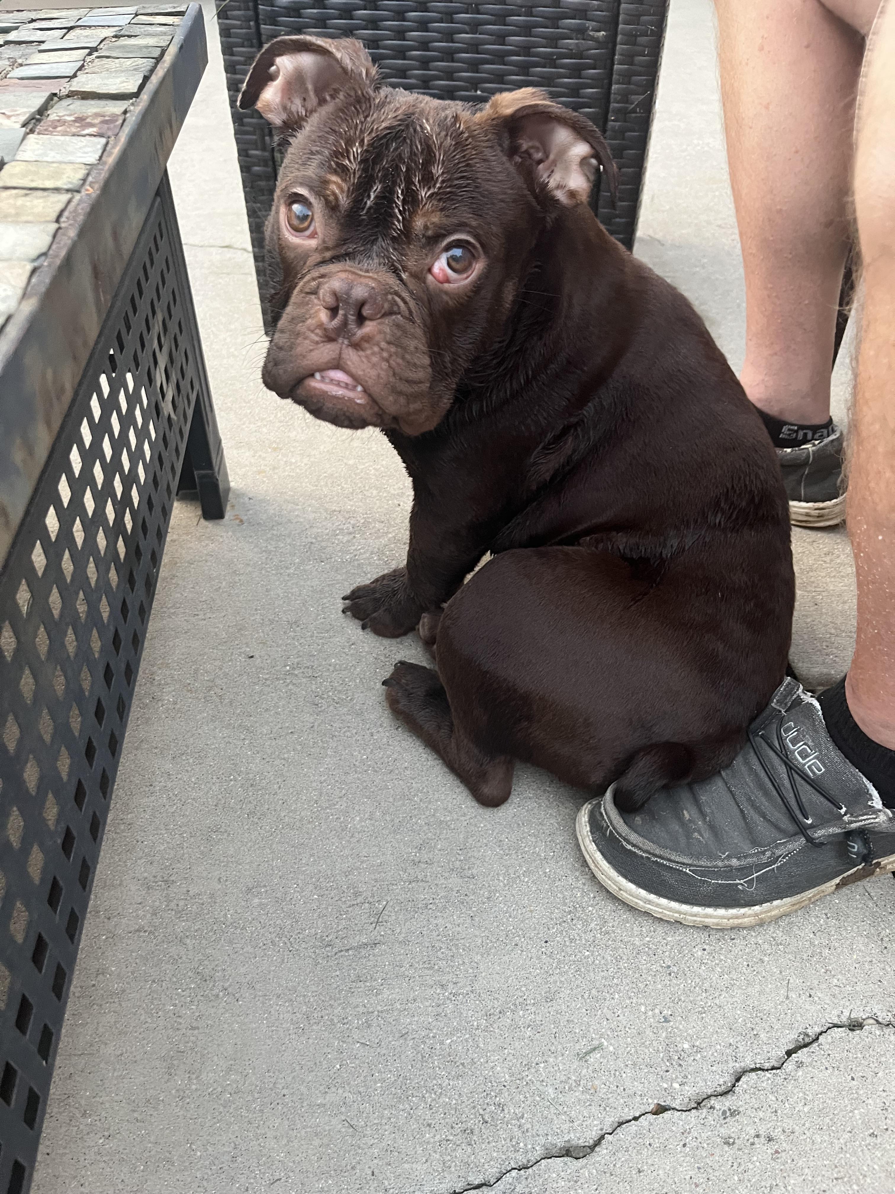 Monkey, an adopted English Bulldog in West Chester, OH image 6/6