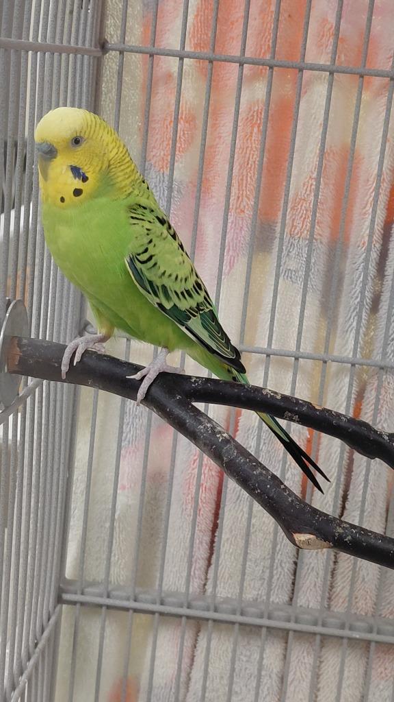 Bright green, Adoptable, Young Male Parakeet (Other).