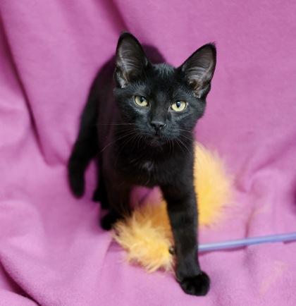 Enlarge Candy, a Adoptable mixed breed in Hastings, MN image 1/1