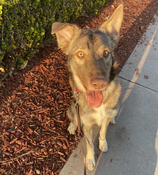 Guero, Adoptable, Young Male Siberian Husky & Shepherd.