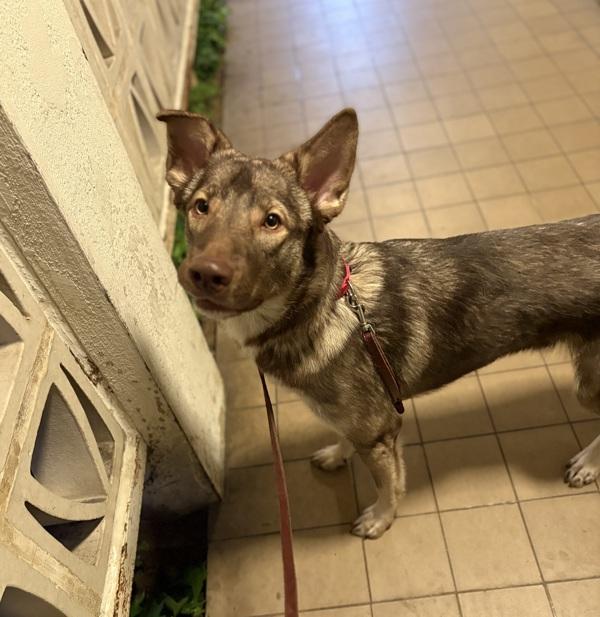 Enlarge Guero, a Adoptable mixed breed in San Diego, CA image 3/4