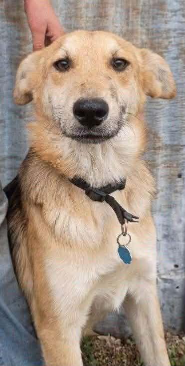 Enlarge Scout, a Adoptable mixed breed in Hagerstown, MD image 5/5