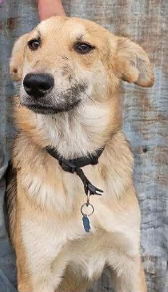 Enlarge Scout, a Adoptable mixed breed in Hagerstown, MD image 4/5