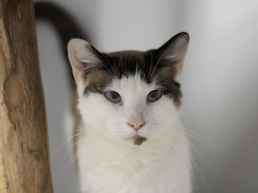 Enlarge Starling, a Adoptable Siamese in Rockford, IL image 1/2