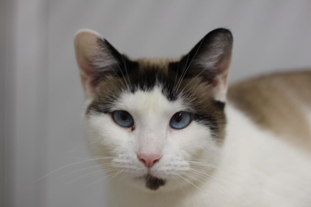 Enlarge Starling, a Adoptable Siamese in Rockford, IL image 1/3
