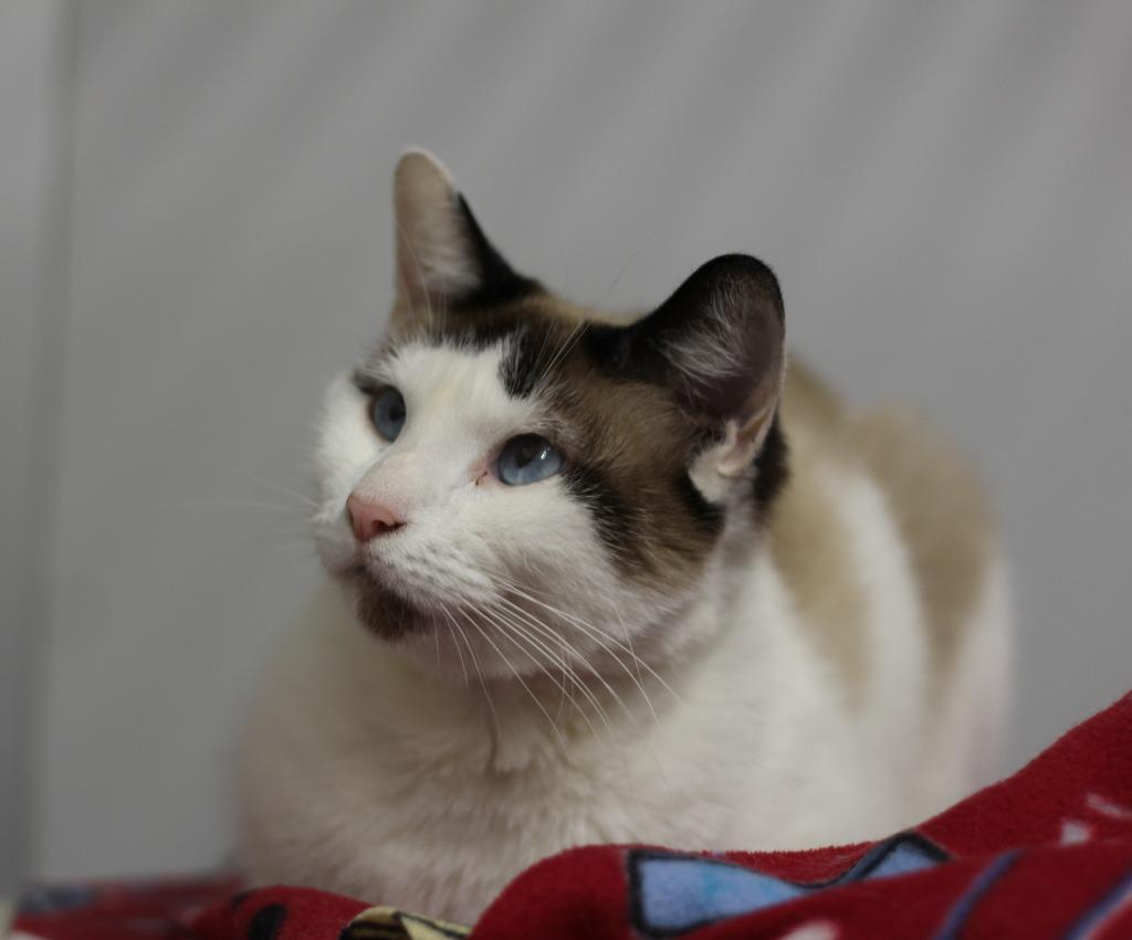 Enlarge Starling, a Adoptable Siamese in Rockford, IL image 2/3