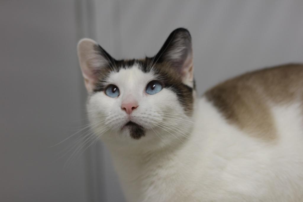 Enlarge Starling, a Adopted Siamese in Rockford, IL image 2/3