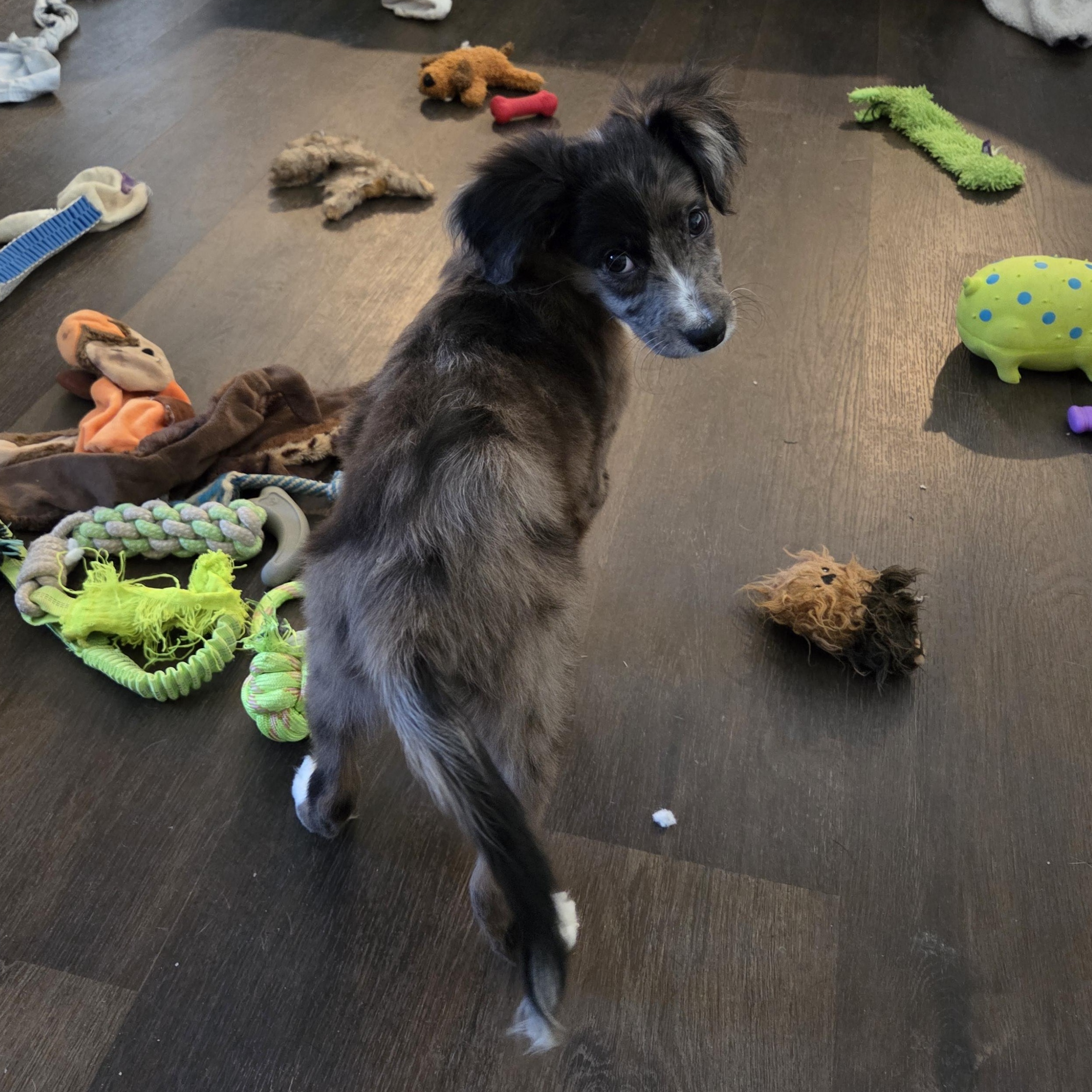 Percy, a Adoptable mixed breed in Richmond, VA image 1/6