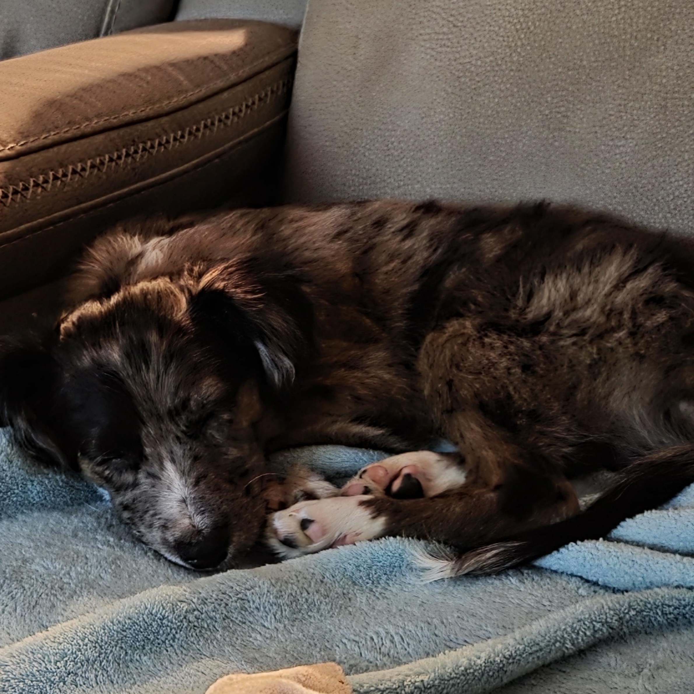 Percy, a Adoptable mixed breed in Richmond, VA image 2/6