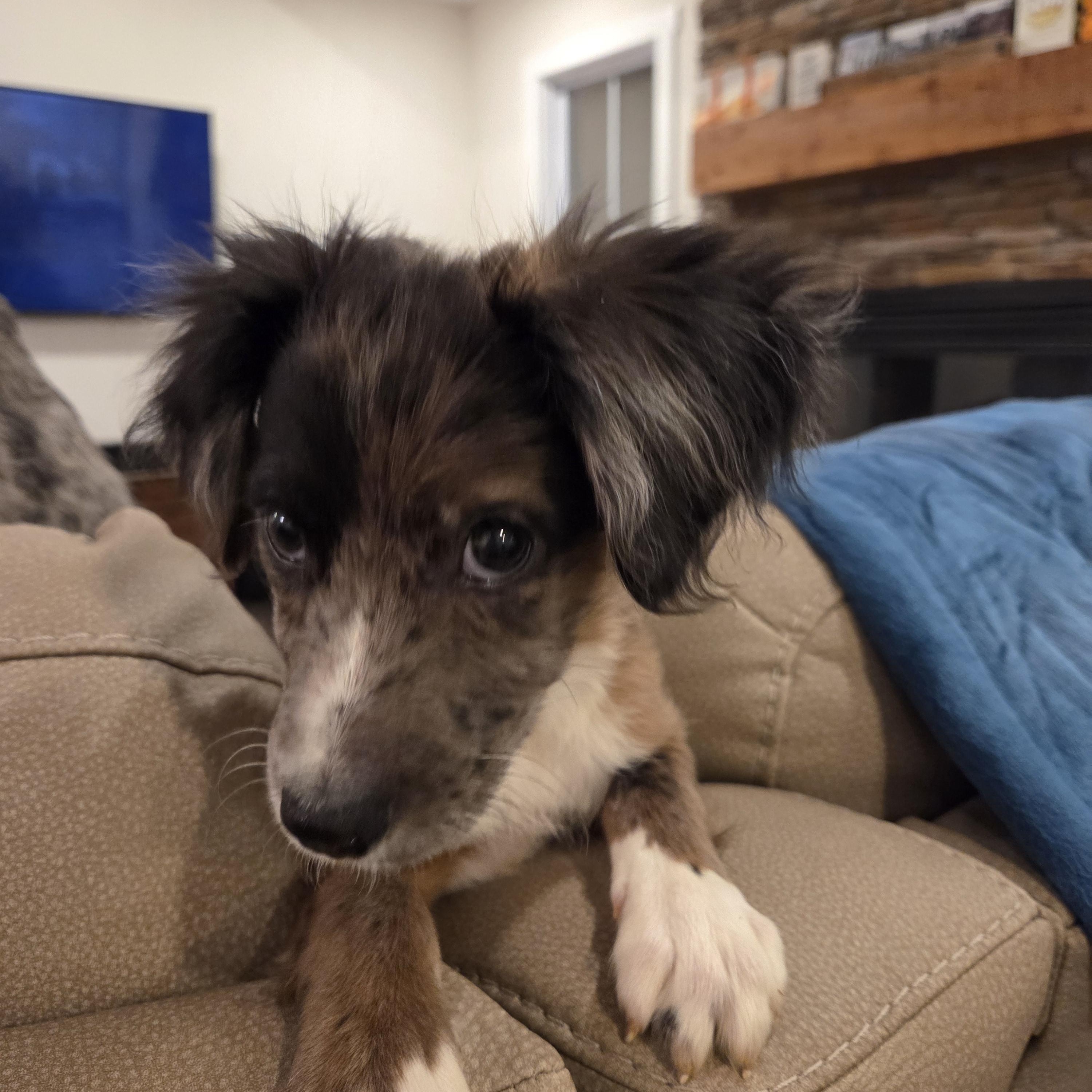 Percy, a Adoptable mixed breed in Richmond, VA image 3/6