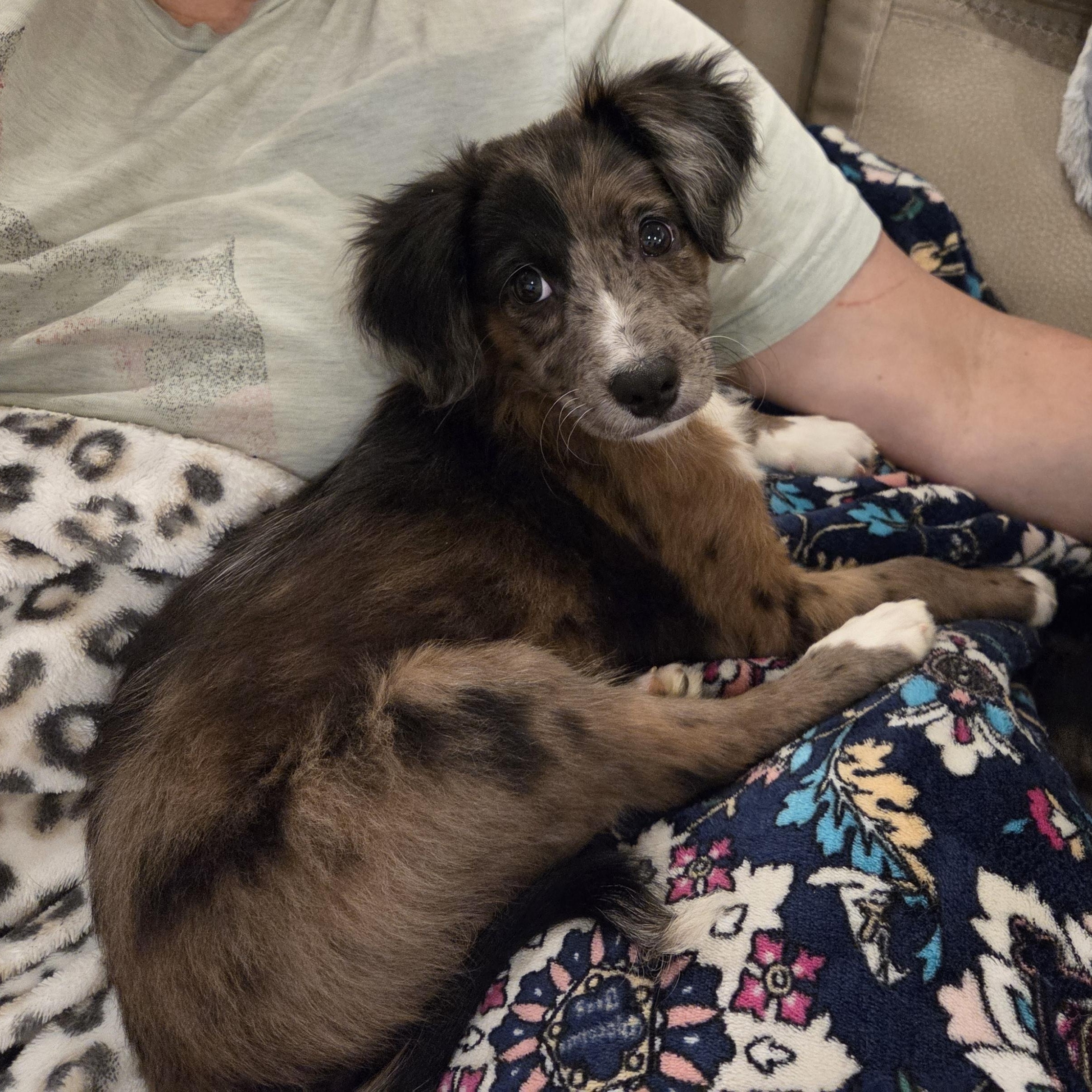 Percy, a Adoptable mixed breed in Richmond, VA image 4/6