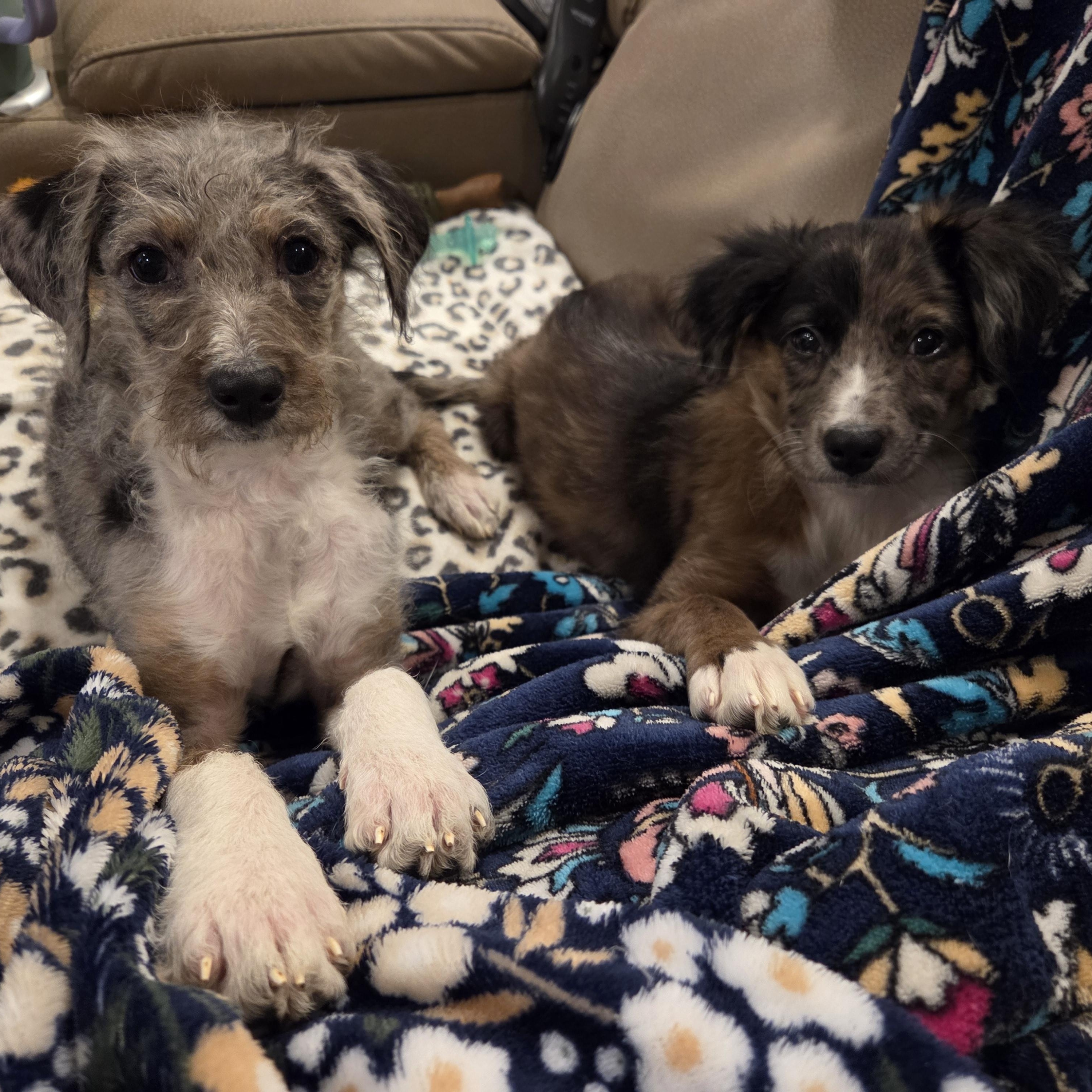 Percy, a Adoptable mixed breed in Richmond, VA image 6/6