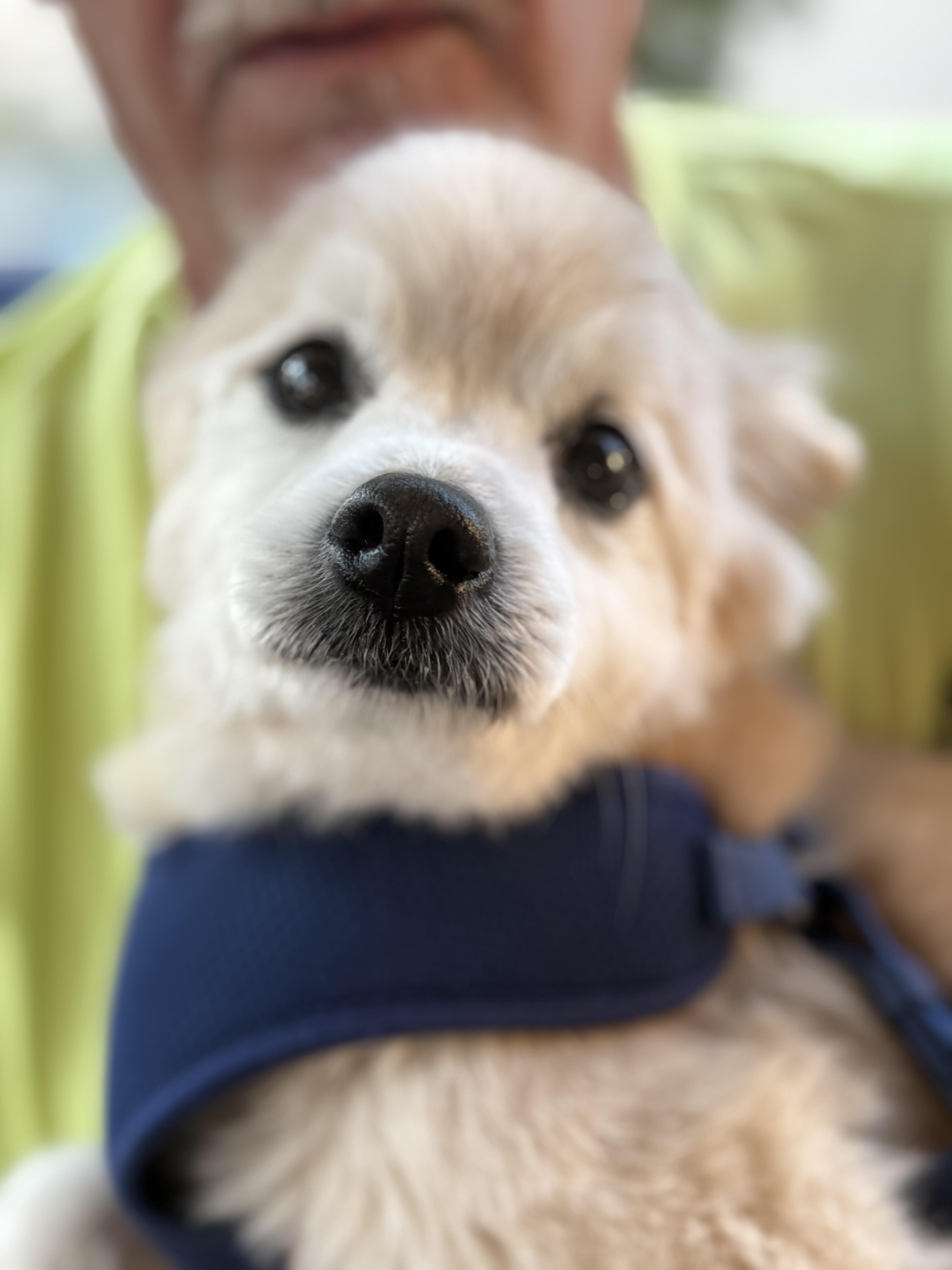 Enlarge Obi, a Adopted Pomeranian in Henderson, NV image 2/5