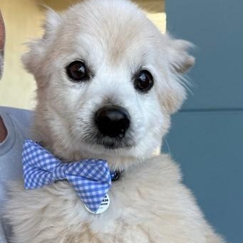 Enlarge Obi, a Adopted Pomeranian in Henderson, NV image 1/5