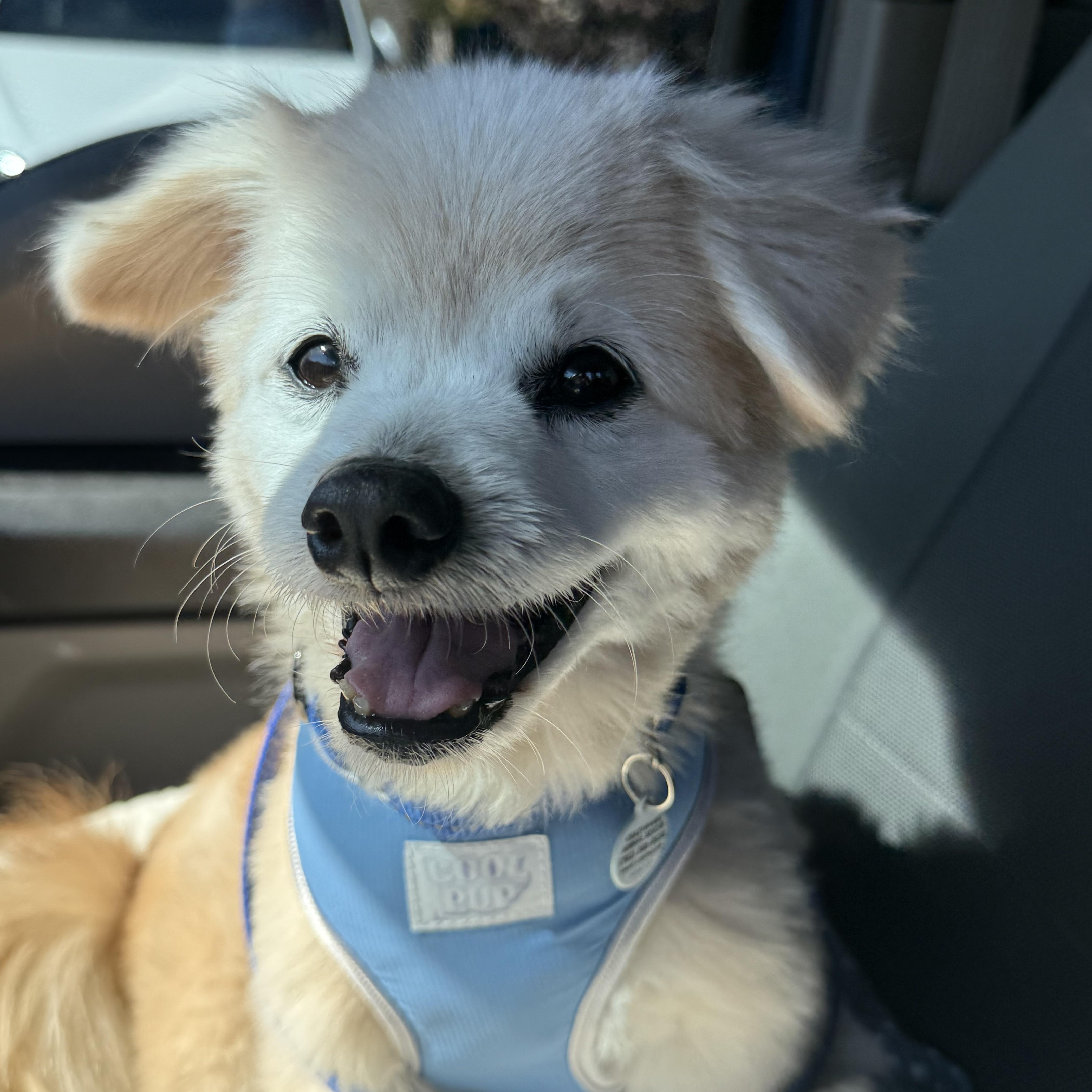 Enlarge Obi, a Adopted Pomeranian in Henderson, NV image 3/5