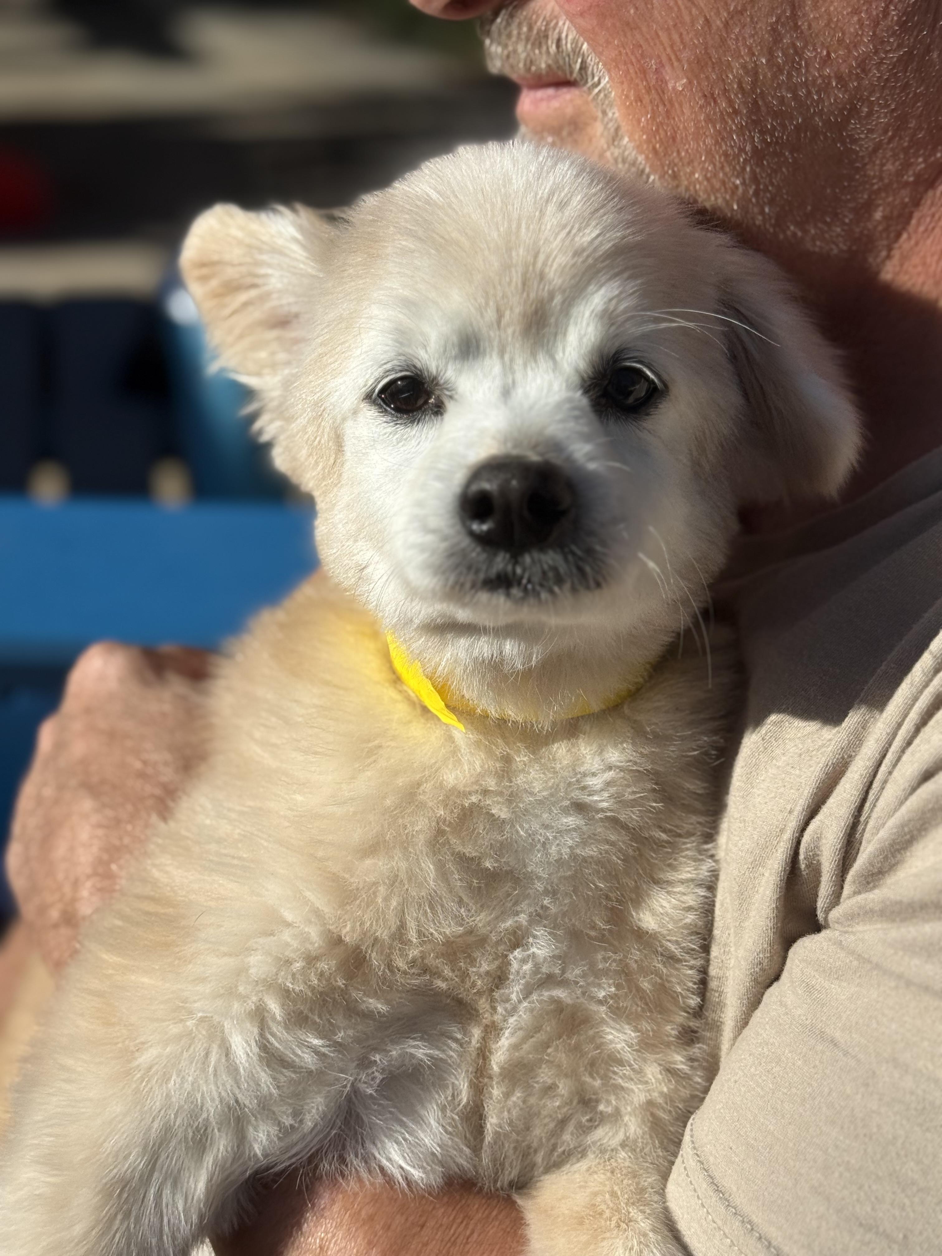 Enlarge Obi, a Adopted Pomeranian in Henderson, NV image 4/5