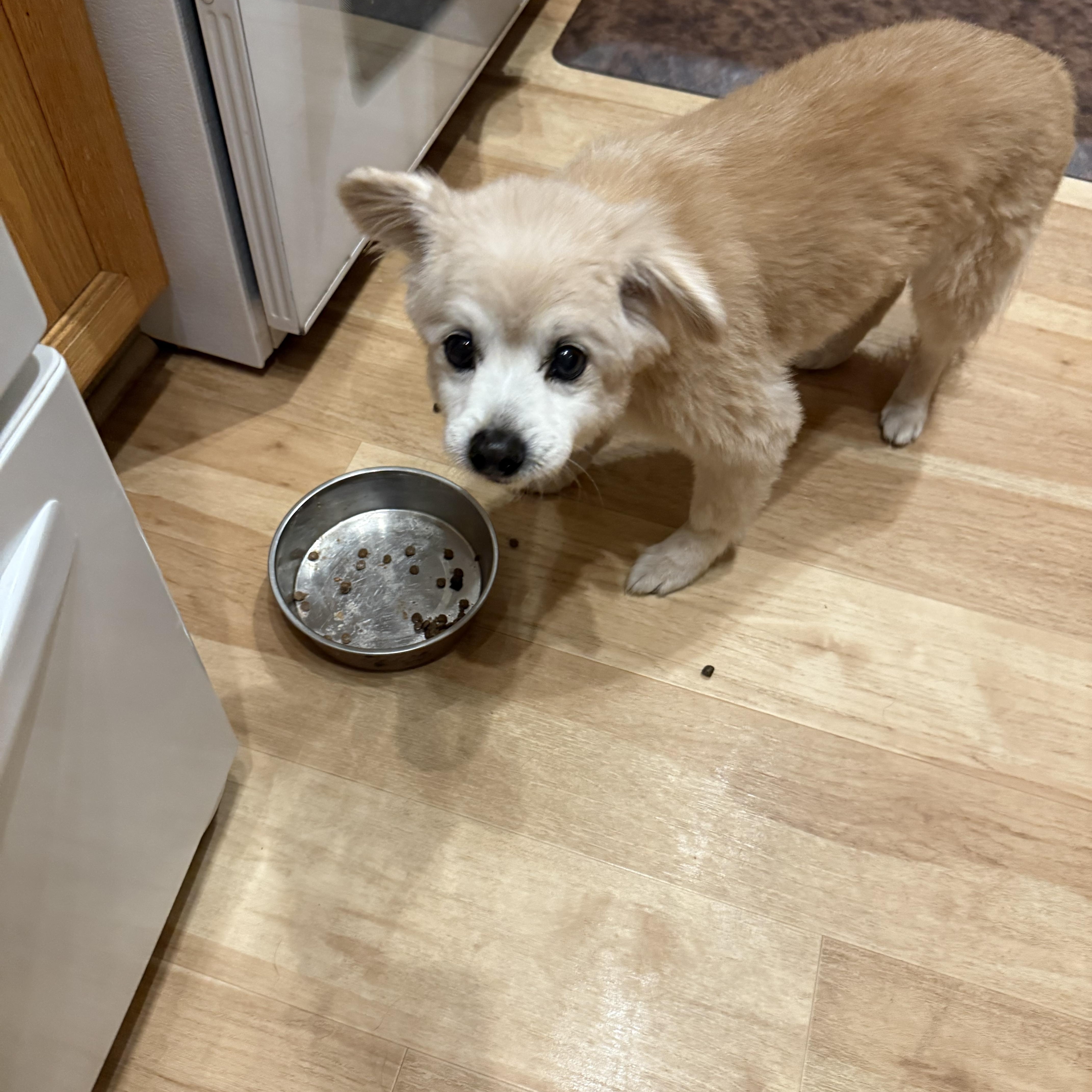 Enlarge Obi, a Adopted Pomeranian in Henderson, NV image 5/5