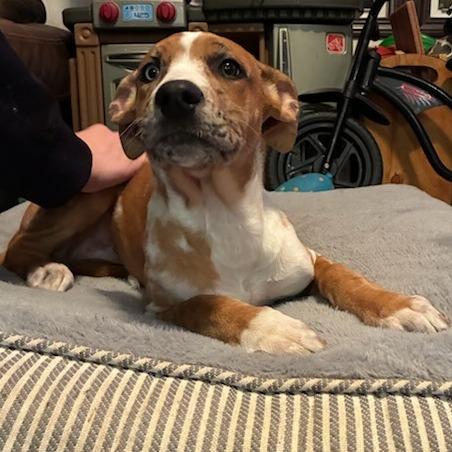 Enlarge Sky, a Adoptable Mixed Breed in Baldwin, WI image 1/6