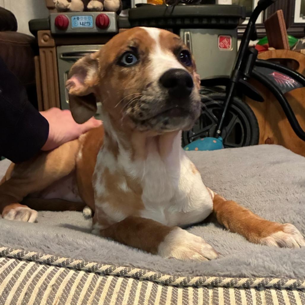 Enlarge Sky, a Adoptable Mixed Breed in Baldwin, WI image 2/6