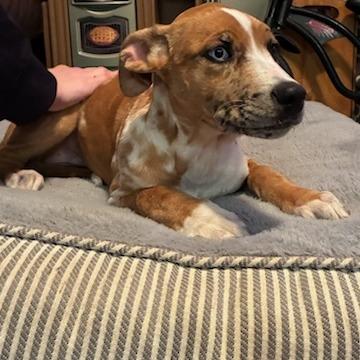 Enlarge Sky, a Adoptable Mixed Breed in Baldwin, WI image 4/6