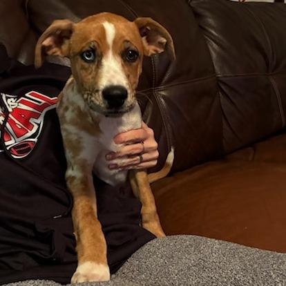 Enlarge Sky, a Adoptable Mixed Breed in Baldwin, WI image 6/6