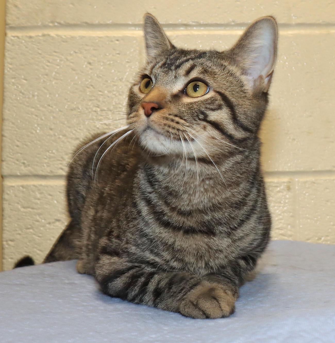Enlarge Tony, an adoptable Tabby in Euclid, OH image 6/6