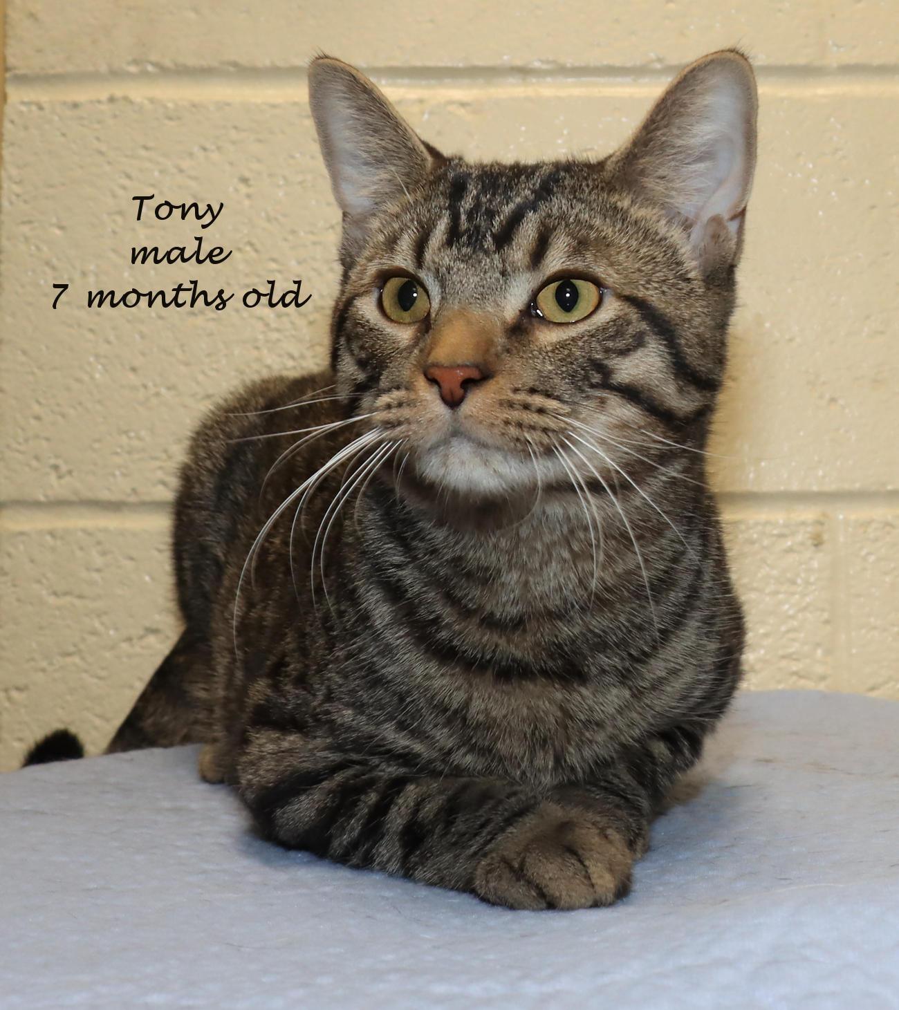 Enlarge Tony, an adoptable Tabby in Euclid, OH image 2/6