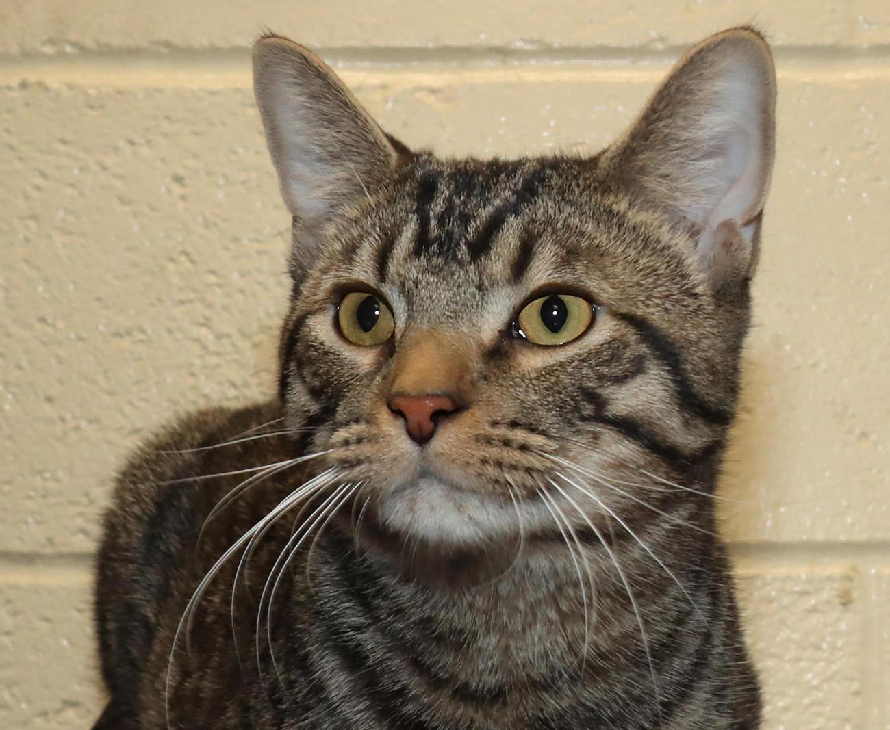 Enlarge Tony, an adoptable Tabby in Euclid, OH image 1/6